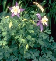 Columbine - HEre's a photo a one variety of columbine. Such pretty little flowers. :) Columbine - HEre's a photo a one variety of columbine. Such pretty little flowers. :)