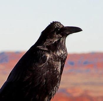 raven - raven watching his territory