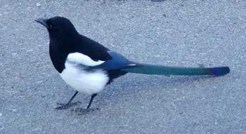 Magpie - A photo of the type of bird that scared us as kids.