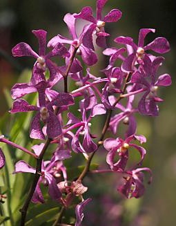 Orchids - Violet orchids.