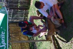 lion cubs - my hubbie and daughter playig with the baby lion cubs