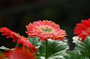 Flowers - Red flowers.