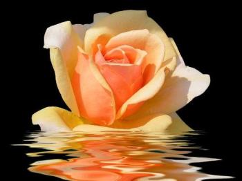 A Special rose - A Special rose for all the mothers out there