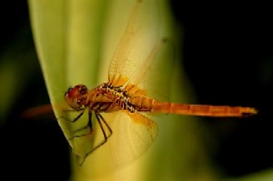 Dragonfly - A dragonfly on a leaf.
