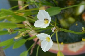 Plants - A beautiful plant with flowers.