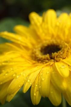 Flower - A closeup of a sunflower.