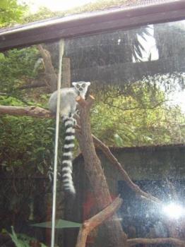 Ring Tailed Lemur - One of the Ring Tailed Lemurs at the Perth Zoo, looking directly at the camera.