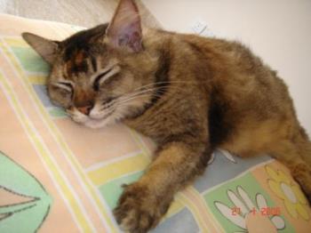toffee sleeping - toffee is sleeping. ain&#039;t she cute? ;)