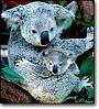 Koala and baby - Koala and her baby