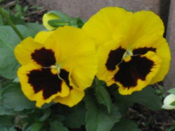 Yellow brown Combo - I love all my Pansys as well Yellow brown Combo - I love all my Pansys as well
