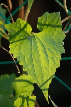 Leaves - Beautiful green leaves.