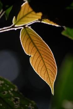 Leaves - Leaves that are brown yet still beautiful.