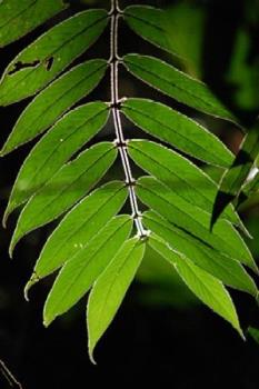 Leaves - Beautiful soothing green leaves.