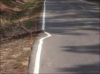 Road Marking - How the people are lazy ? While marking road, they could not lift the branch of a tree. Road Marking - How the people are lazy ? While marking road, they could not lift the branch of a tree.