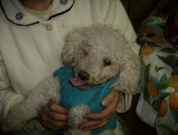 Kyko at 16 years - photo of my friend&#039;s toy poodle Kyko. It is painful to see him grow old and coming to the end of his journey.