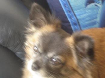 Gissi  - As you know this is Gissi and look at the 2 together 
But the Vet thinks Gissi is a cross between a Papillion and terrior