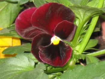 Maroon Black - I love the maroon and black combo as well. Maroon Black - I love the maroon and black combo as well.