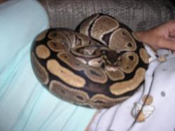 My ball python - Isn&#039;t he beautiful?