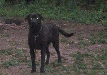 Little Bit - This is my son&#039;s black lab puppy...he is just over a year old....