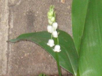 Chiming Bells - They just started opening when I took this awhile back. 
I&#039;ve always loved the tiny bells of these.