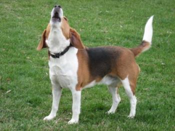 He Loves To Howl! - Buster loves to howl at anything and everything. Here he sniffed the air and started in like mad. Hahaha.