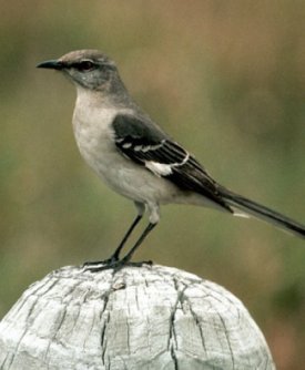 Mocking bird  - They range throughout North America from southern Canada south to Mexico. 