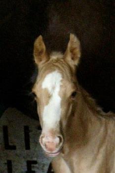 Goldie as a baby - Sunrise Golden Baby is our 4 year old stallion.He is a registered qh and palamino.He was born here and we had his mom.He is half brother to the 6 year old gelding.This was taken when he was a week old