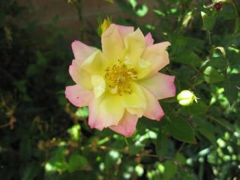 Miniature rose - Pretty flowers but very thorny.