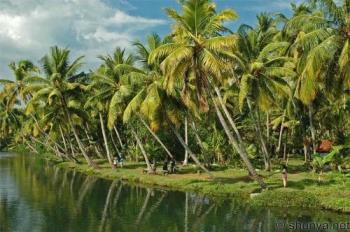 scenery - coconut scenery - coconut