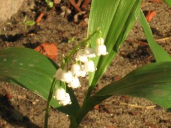 Mine - Lily Of The Valley and their bells are chiming in a warm sunny day.