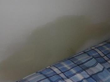 Green and wet wall - Here is what the bottom part of my bedroom wall looked like when I got home from work today.