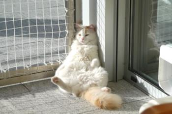 Turkish Van - a tired cat!