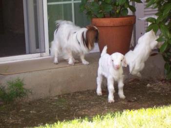 Petie and the baby goats.  - Petie could not understand why the goats loved the stoop so much