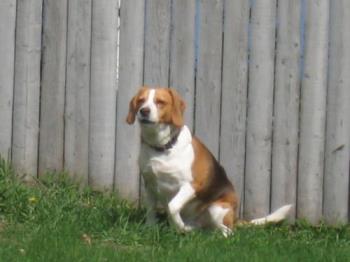 Chunky! - My Buster is chunky for a Beagle Chunky! - My Buster is chunky for a Beagle