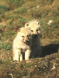 Arctic wolf pups - arctic pups
