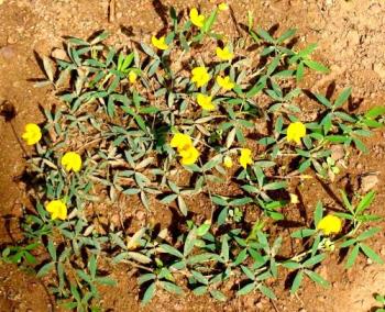 yellow flower, details - name me now!