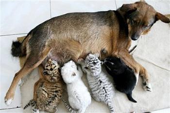 Dog Nurses Tiger Triplets at China Zoo - In this photo released by China&#039;s Xinhua News Agency, a dog feeds tiger triplets and her own puppy, right, at the Paomaling Zoo in Jinan, capital of east China&#039;s Shandong Province, Wednesday, May 16, 2007. The tiger triplets were rejected by their mother shortly after their birth. (AP Photo/Xinhua, Lu Chuanquan)