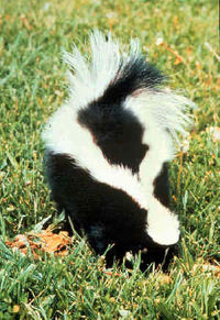 skunks - cool skunks! cute creatures!