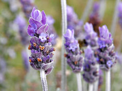Lavender - My favorite color. 