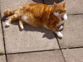 Wilby - Wilby was a cruelly treated stray but is now fat and happy!