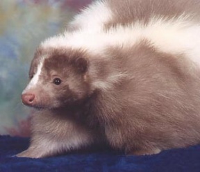 Skunk - A pet champagne colored skunk