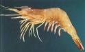 prawn - a large size version of shrimp