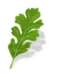 oakleaf - oakleaf, leaf of a tree