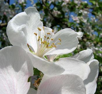 flower for mattchua - apple - trees are blooming here...