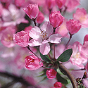 bloom of apple - tree - spring time...
