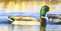 Duck - it is a picture of duck floating in pond