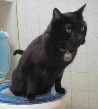Toilet Trained cat - Would you let your cat do this? I don&#039;t think I could.