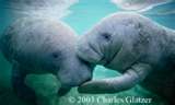 Manatees in water - 2 Manatees in water