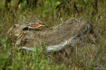 Rabbit - a picture of a bunny.