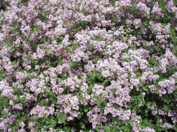 a lilac bush - a purple lilac bush a lilac bush - a purple lilac bush